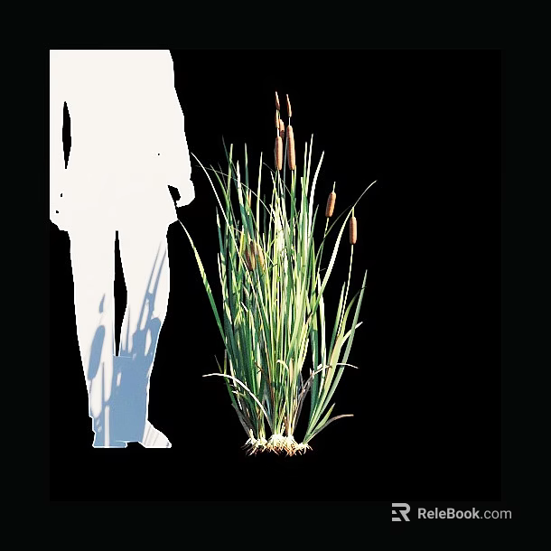 Cattail Plants With Green Leaves And Brown Spikes Near White Silhouette On Black Background 3d model 