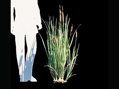 Cattail Plants With Green Leaves And Brown Spikes Near White Silhouette On Black Background 3d model
