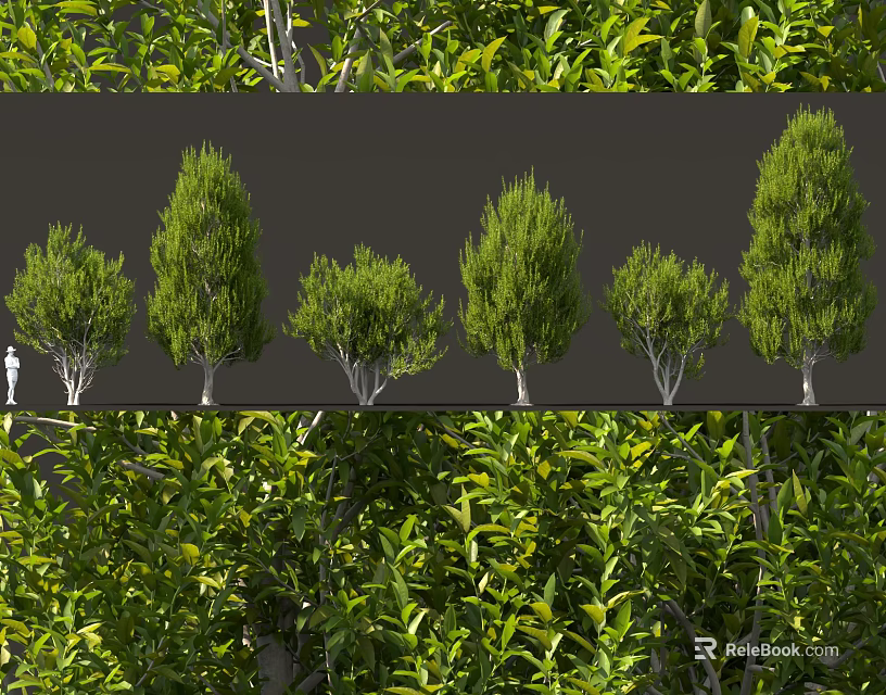 Various Types Of Ornamental Shrubs With Green Foliage For Garden Landscaping 3d model 