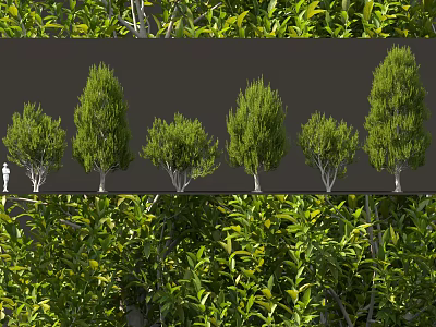 Various Types Of Ornamental Shrubs With Green Foliage For Garden Landscaping 3d model