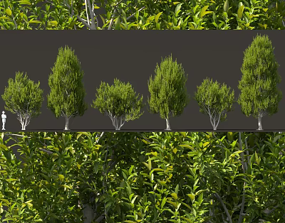 Various Types Of Ornamental Shrubs With Green Foliage For Garden Landscaping 3d model