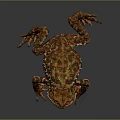 Brown Toad With Rough Skin And Red Spots On Dark Gray Background 3d model