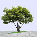 Lush Green Arbor With Multiple Trunks Against Blue Sky Stone Ground And Distant Mountains