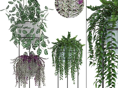 Hanging Potted Plants with Various Green Purple Leaves for Indoor Decoration 3d model