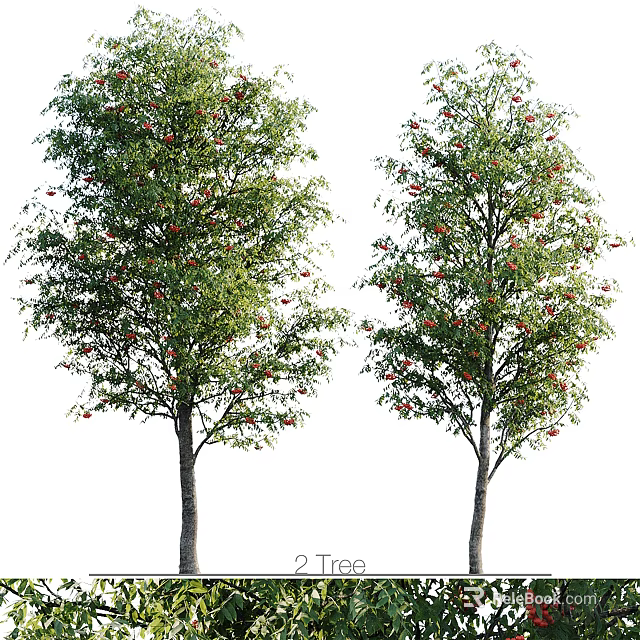 Two Healthy Arbor Trees With Lush Green Leaves And Red Fruits 3d model 