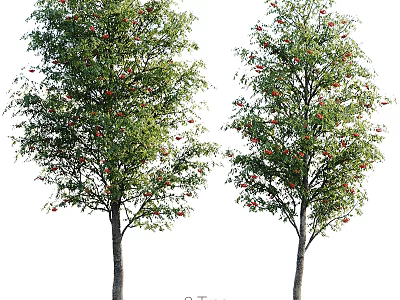 Two Healthy Arbor Trees With Lush Green Leaves And Red Fruits 3d model