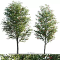 Two Healthy Arbor Trees With Lush Green Leaves And Red Fruits