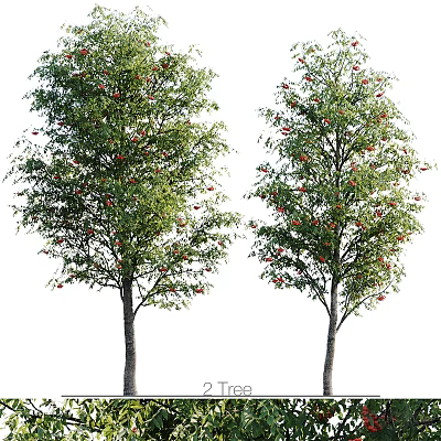 Two Healthy Arbor Trees With Lush Green Leaves And Red Fruits 3d model