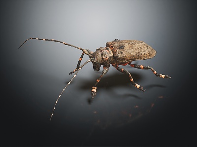 modern beetle 3d model