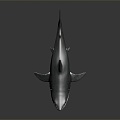 Modern Shark Great White Shark 3d model