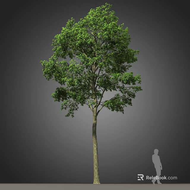 Tall Arbor Tree With Green Foliage Sturdy Trunk And Human Silhouette Against Neutral Gray Background 3d model 