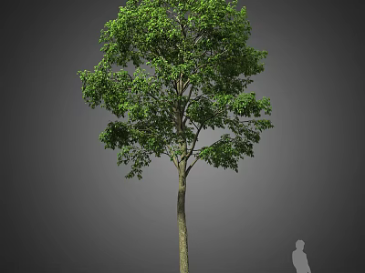 Tall Arbor Tree With Green Foliage Sturdy Trunk And Human Silhouette Against Neutral Gray Background 3d model
