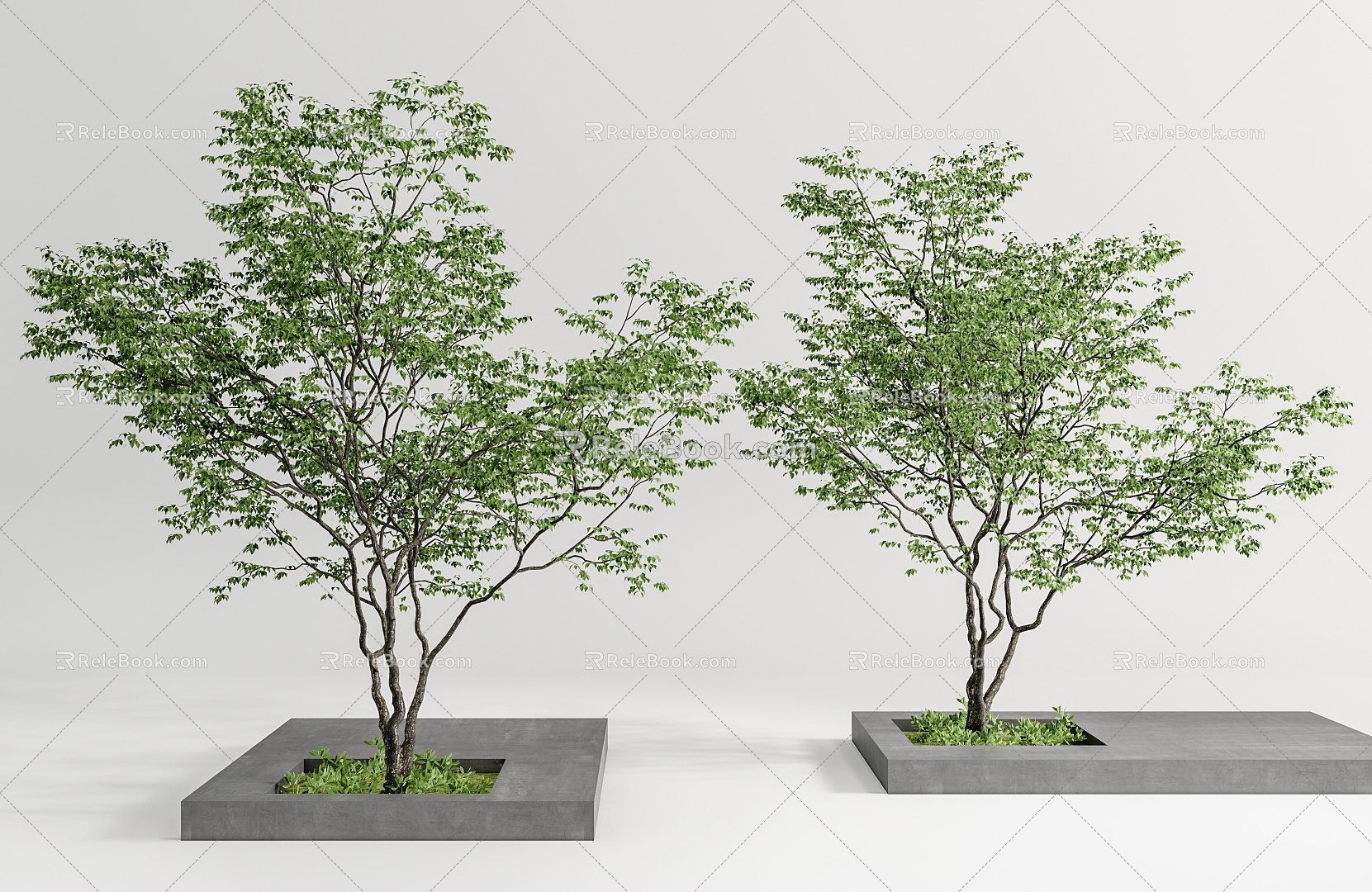 Modern Trees Landscape Trees Trees Big Trees Street Trees Landscape Trees Garden Trees Acer Pools Maple Trees 3d model