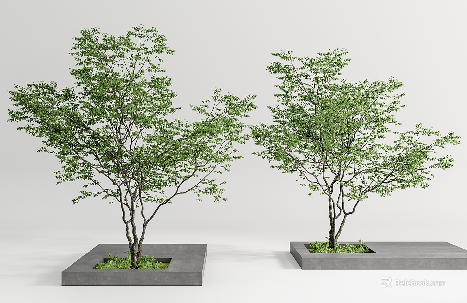 Two Lush Green Trees in Square Concrete Planters for Modern Landscape Design 3d model 
