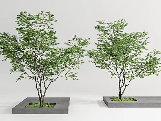Modern Trees Landscape Trees Trees Big Trees Street Trees Landscape Trees Garden Trees Acer Pools Maple Trees 3d model