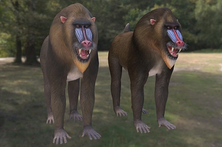 Ghost in Mandrill Big Baboon Animal 3d model