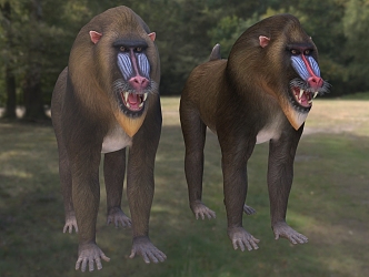 Ghost in Mandrill Big Baboon Animal 3d model