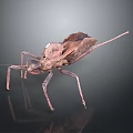 Brown insect with leaf like texture and long slender legs on dark background with reflection 3d model