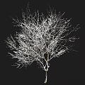 Snow Covered Arbor Trees With Frosted Branches In Winter Landscape 3d model
