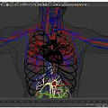 Man's 3D Anatomical Cardiovascular System Illustration With Heart Blood Vessels
