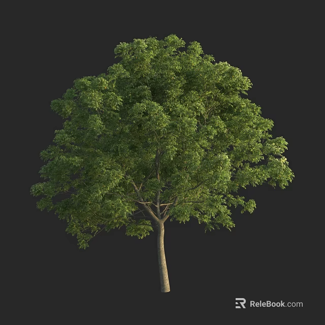 Lush Green Deciduous Tree With Dense Foliage And Tall Straight Trunk 3d model 