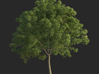 Lush Green Deciduous Tree With Dense Foliage And Tall Straight Trunk 3d model