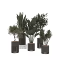 Stylish Decorative Vases With Various Indoor Plants And Green Leaf Foliage