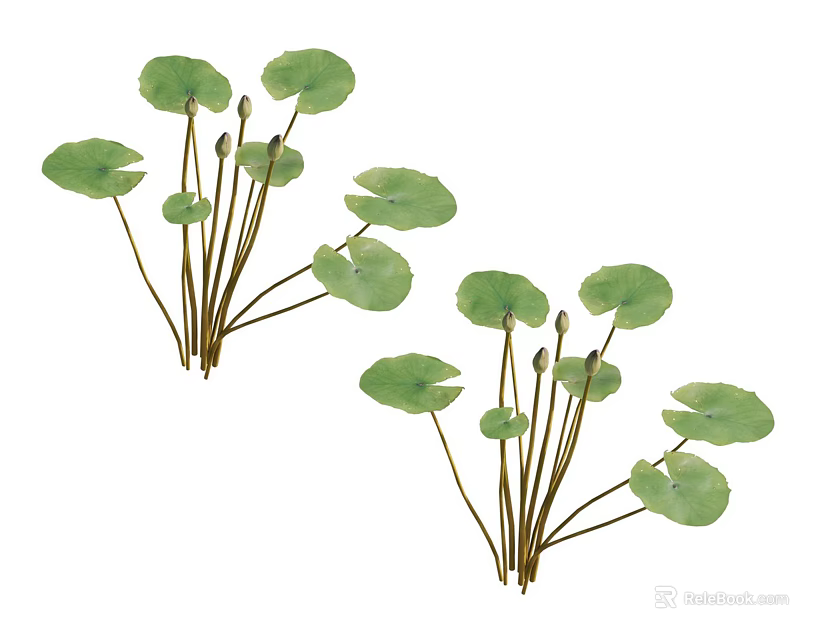 Lush Green Aquatic Plants with Round Leaves and Slender Stems in Natural Growth 3d model 