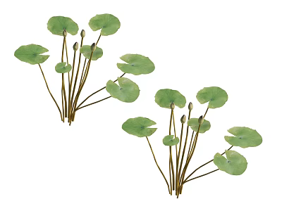 Lush Green Aquatic Plants with Round Leaves and Slender Stems in Natural Growth 3d model