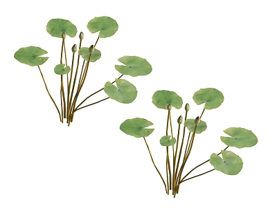modern lotus leaf aquatic plant 3d model