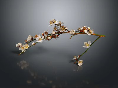 Curved Plum Blossom Branch With White And Pink Flowers On Gray Background With Reflection 3d model