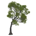 Big tree three-dimensional tree arbor 3d model