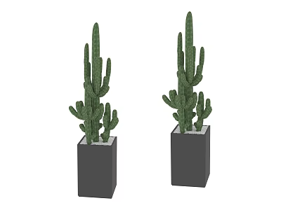 Cactus Bonsai Potted Plants In Black Square Pots With White Pebbles For Indoor Decor 3d model