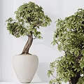 Indoor Bonsai Trees with Twisted Trunks in Gray Cylindrical and White Pots 3d model
