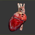 Anatomical Human Heart Organ Model With Detailed Red And Blue Blood Vessels Structure