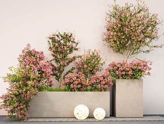 Bougainvillea plant flower box outside the flower box flowers and plants pile 3d model