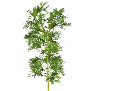 Green Bamboo Plant With Lush Leaves And Multiple Branches On White Background 3d model