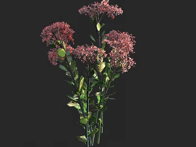 Beautiful Pink Flowers with Green Leaves and Stems Against Black Background 3d model