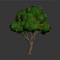 Orange Fruits Growing on Tree with Green Leaves and Brown Trunk