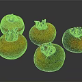Five Fresh Persimmons With Yellow Orange And Green Hues On Dark Background