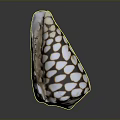 Decorative Conch Shell With White And Brown Spotted Pattern For Home Decor