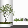 Modern Bonsai Plant Display In White Round Pot With Green Foliage And Decorative Elements