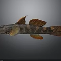Vibrant Freshwater Fish With Orange Fins And Brown Black Patterned Body On Gray Background