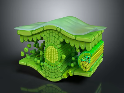 Cartoon Scene Of Green Cell Structure With 3D Organelles And Layered Design 3d model
