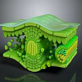 Cartoon Scene Of Green Cell Structure With 3D Organelles And Layered Design