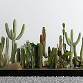 Various Types of Cactus Bonsai Potted Plants with Stones and Gravel Arrangement
