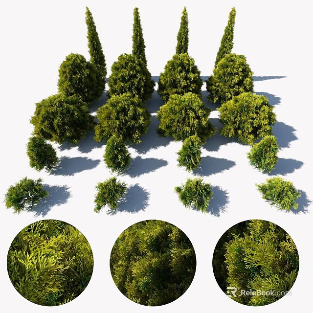 Arbor Trees of Various Sizes With Lush Green Foliage And Different Heights Shadow 3d model 