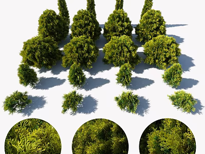 Arbor Trees of Various Sizes With Lush Green Foliage And Different Heights Shadow 3d model