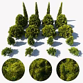 Arbor Trees of Various Sizes With Lush Green Foliage And Different Heights Shadow