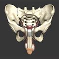 Realistic 3D Model of Human Pelvis Organs and Hair Structure with Anatomical Details